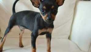 Ruski terier za igrače: opis pasme in nege